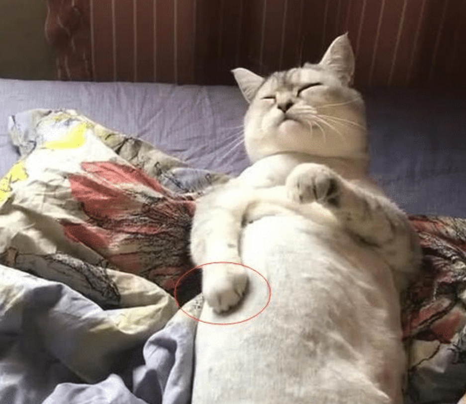 猫咪半夜睡着不停挠后背女主感觉不对劲开灯一看笑得直不起腰