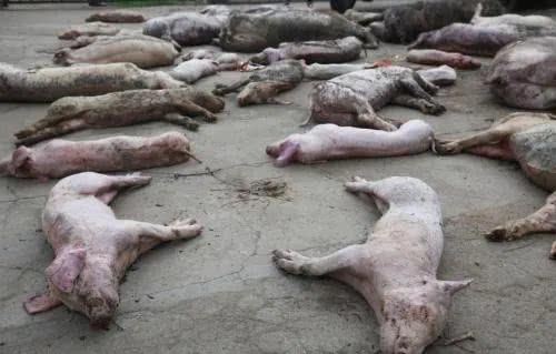 根据调查,因出现不少生猪死亡的情况,当地民众认为是猪蓝耳病所致,不