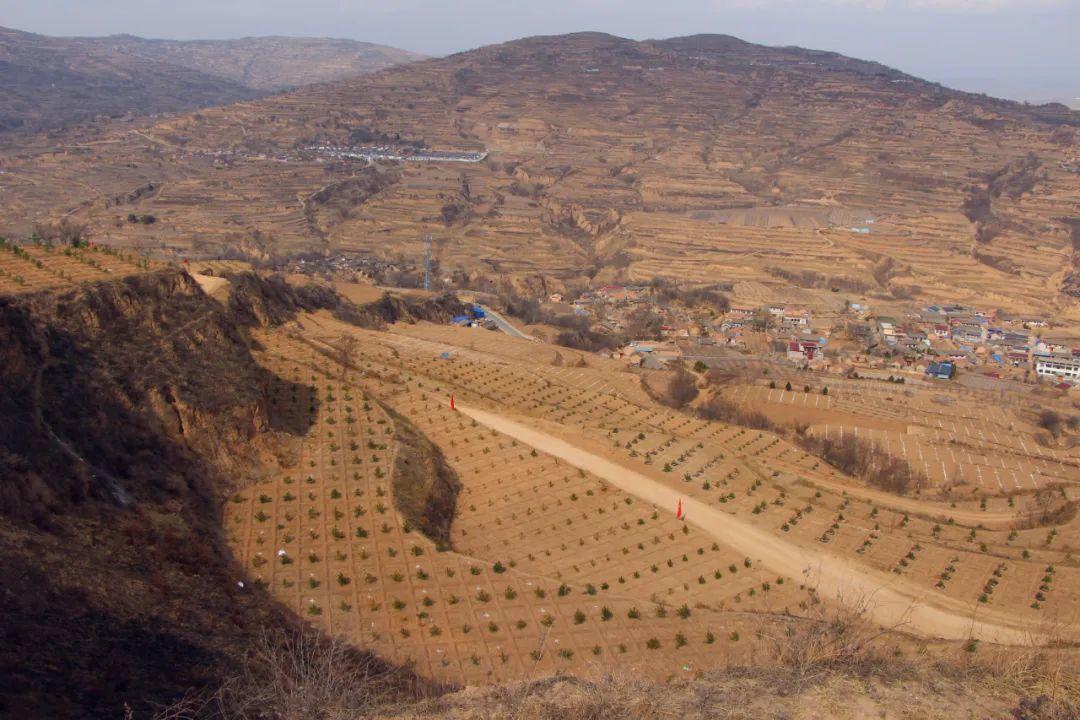 甘肃庄浪县朱店镇:抢春植绿齐发力,美丽朱店焕新颜