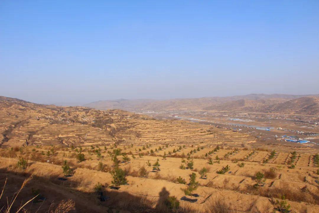 甘肃庄浪县朱店镇:抢春植绿齐发力,美丽朱店焕新颜