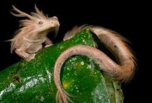 洞螈是世界上最大的穴居动物,也是欧洲唯一的穴居脊索动物.