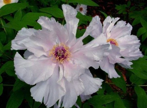 新手养花,不如养盆花中精品"凤丹粉",花开粉嫩,娇羞可爱