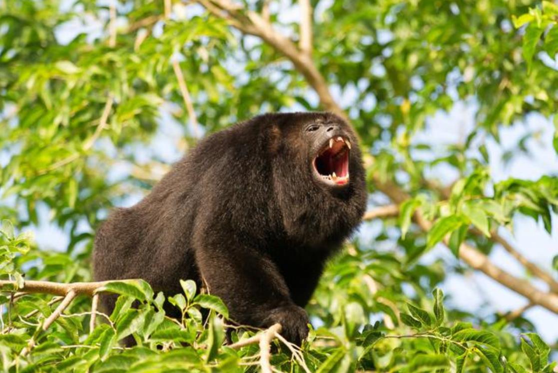 动物界的"大嗓门",一到傍晚就开音乐会,吼一声能震破你的耳膜