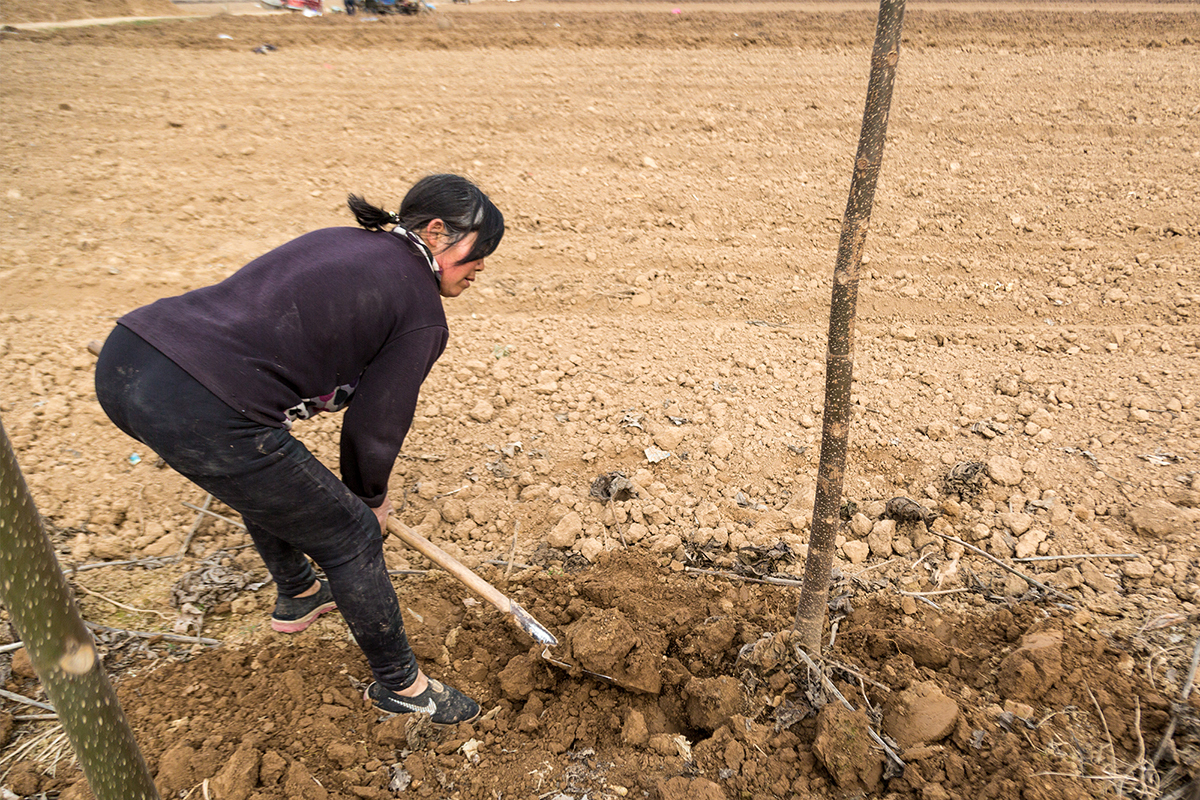 农村夫妻种树,1亩收入等于4亩庄稼,专家不建议种植