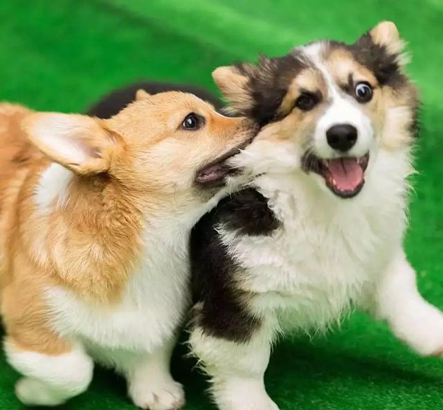 养柯基就要养两只,有双倍快乐,实在是太甜了啊|柯基|狗狗|孤单_新浪