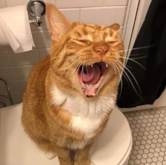 暴躁小猫为何疯狂"骂"主?了解真相后,网友:活该