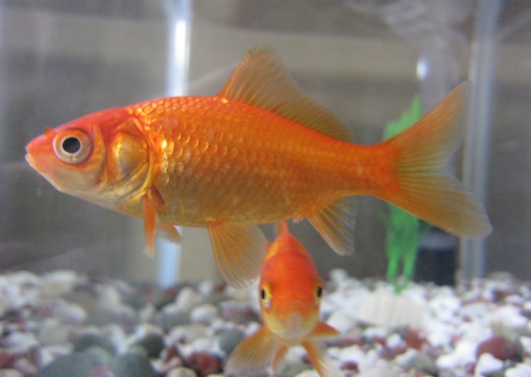 女子养了一条大金鱼两年长到30厘米同伴全都被它吃没了