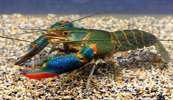 淡水虾王入侵中国个体重达600克国人却希望赶快泛滥起来