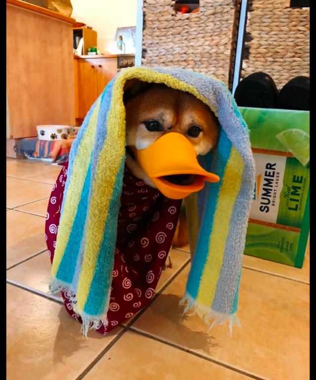 主人买了鸭嘴套给柴犬戴上,还披上毛巾裹上毯子,新品种柴鸭?