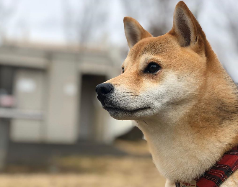 那只曾经喜欢看电视的柴犬,如今没了电视瘾,反倒成了"狗保姆"