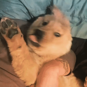 金毛犬头上长角?独角兽宝宝只有一支耳朵成网红!