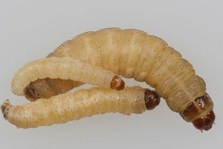 科学家发现百只蜡虫可啃光塑料袋,地球塑料污染问题可以解决了?