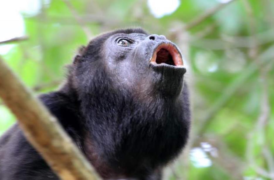 动物界的"大嗓门",一到傍晚就开音乐会,吼一声能震破你的耳膜