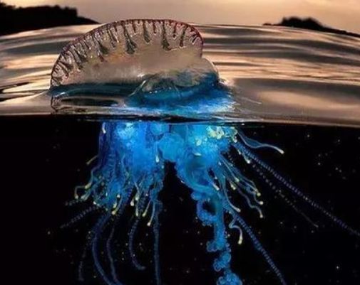水母家族的颜值担当但是谁都不敢和它交朋友僧帽水母