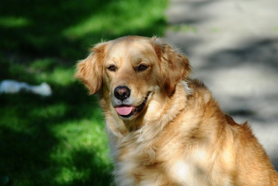 这5点说明原因,真是只听话的好狗