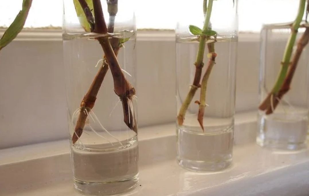 用植物的枝条,叶片扦插繁殖,培育成本低,能快速养成盆栽