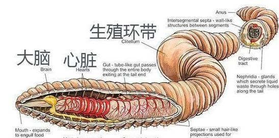 如果把一只蚯蚓切成2段,长大之后,它们之间会是什么关系?