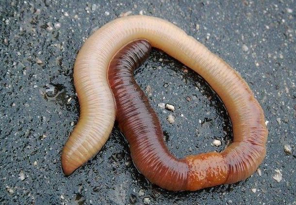 如果把一只蚯蚓切成2段,长大之后,它们之间会是什么关系?