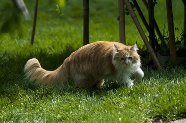 养猫是散养好还是家养好？下面5个不同说出区别，值得深思！|猫|家养|家猫_新浪新闻
