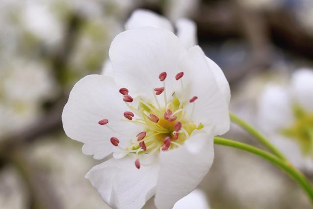 四川最好的梨花在这里，面积达16.5万亩，浪漫唯美，知道的人少！|梨花|苍溪|广元_新浪新闻