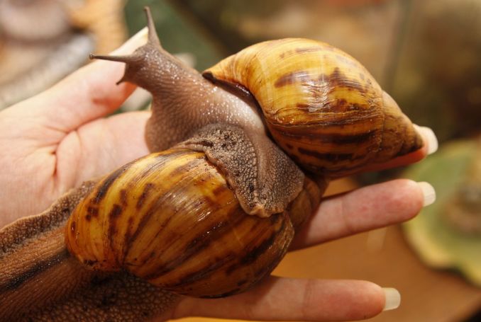 它被称为无情的"恶魔",不但吃蔬果和绿植,连房子也啃!