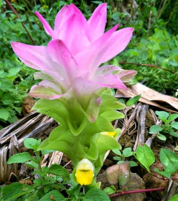 野外1种花开花特漂亮仙气十足古代医家视它为宝