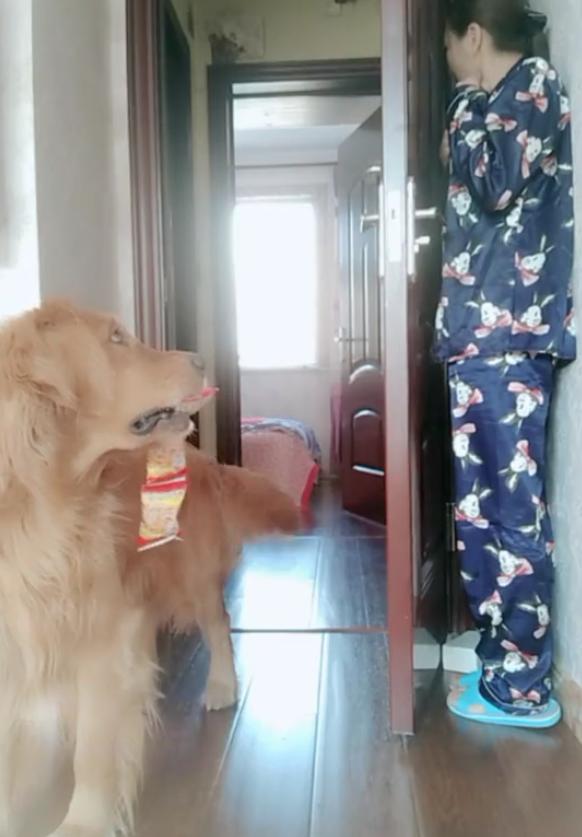 女孩藏在门后和金毛躲猫猫狗狗一秒识破满脸嫌弃这游戏太简单