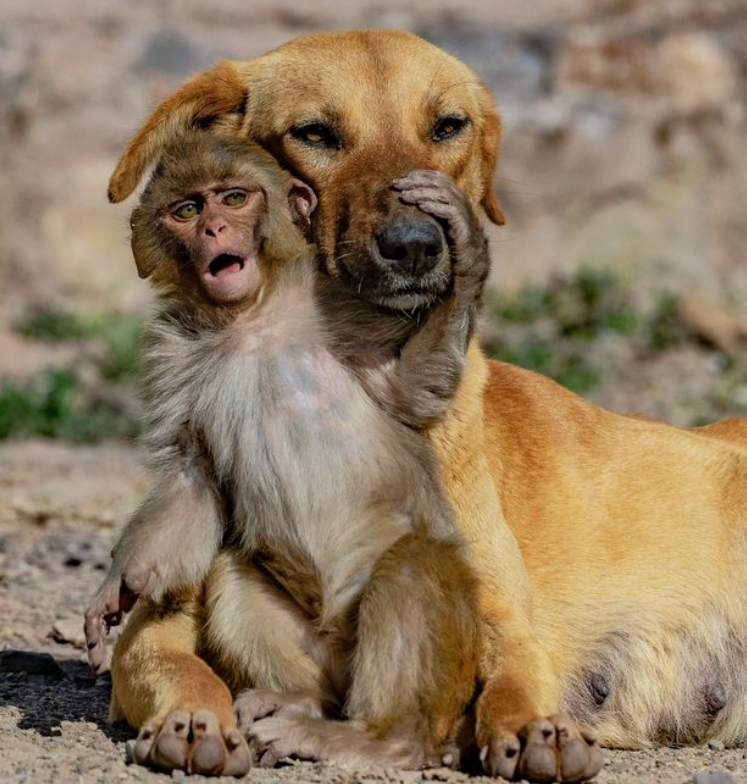 母猴因破坏庄稼不幸丧命,留下小猴被流浪狗背走,母子俩四处讨食