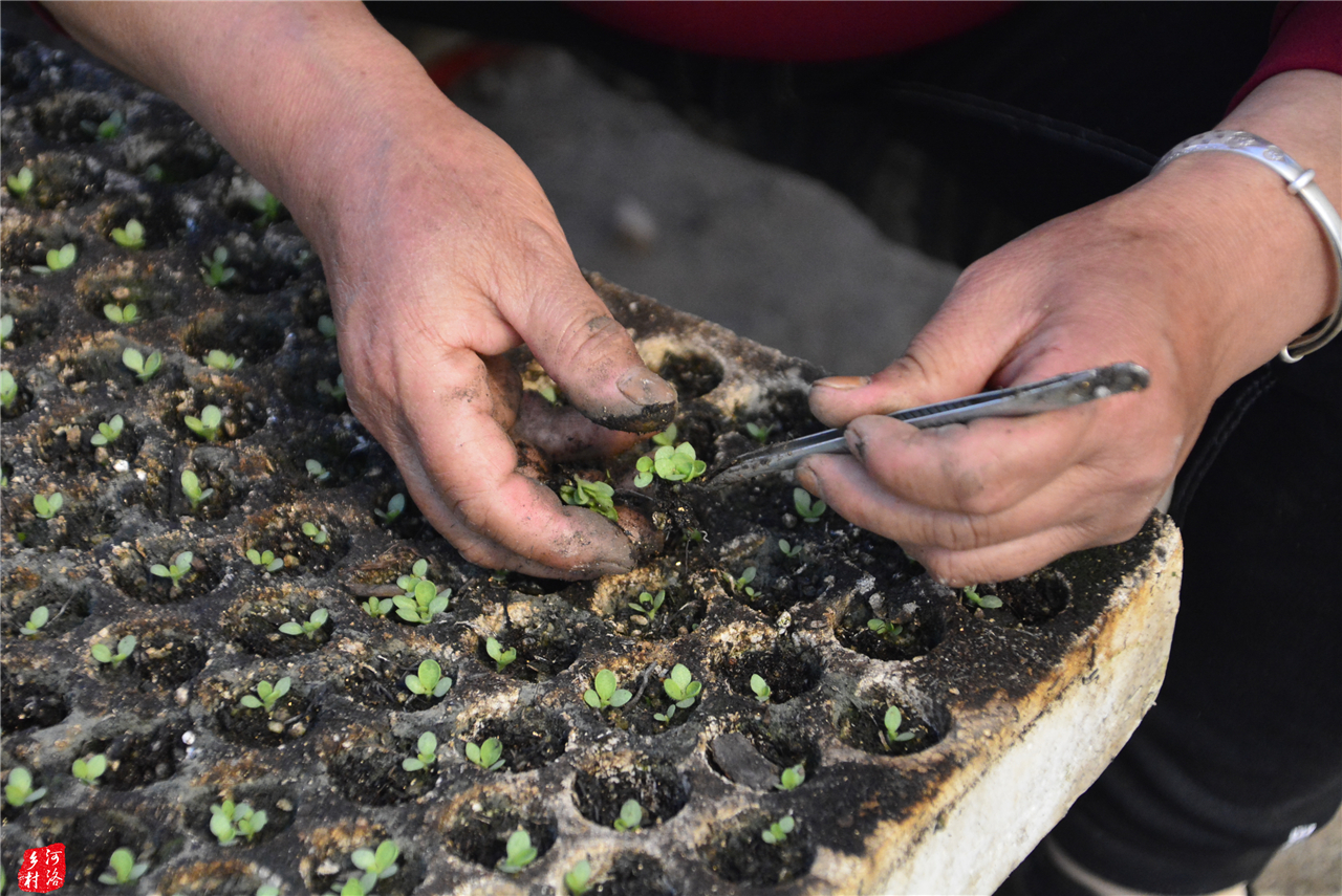 山区烟草育苗专业化,一棚烟苗供应250亩农田,大娘戴花镜剔烟苗