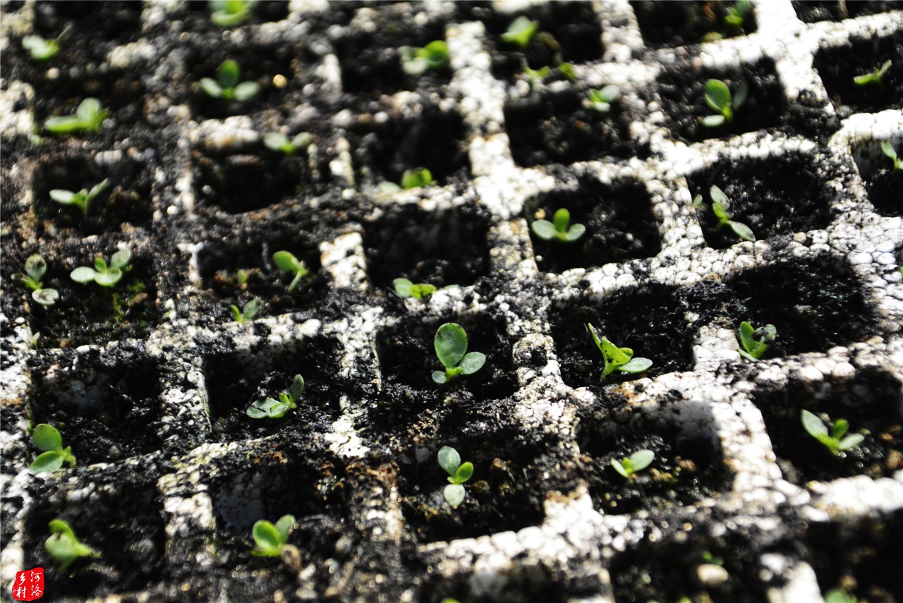 山区烟草育苗专业化,一棚烟苗供应250亩农田,大娘戴花镜剔烟苗