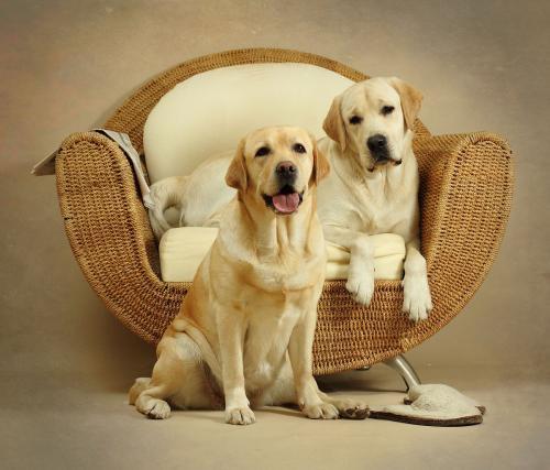 养金毛还是拉布拉多好这5条建议来帮你决定