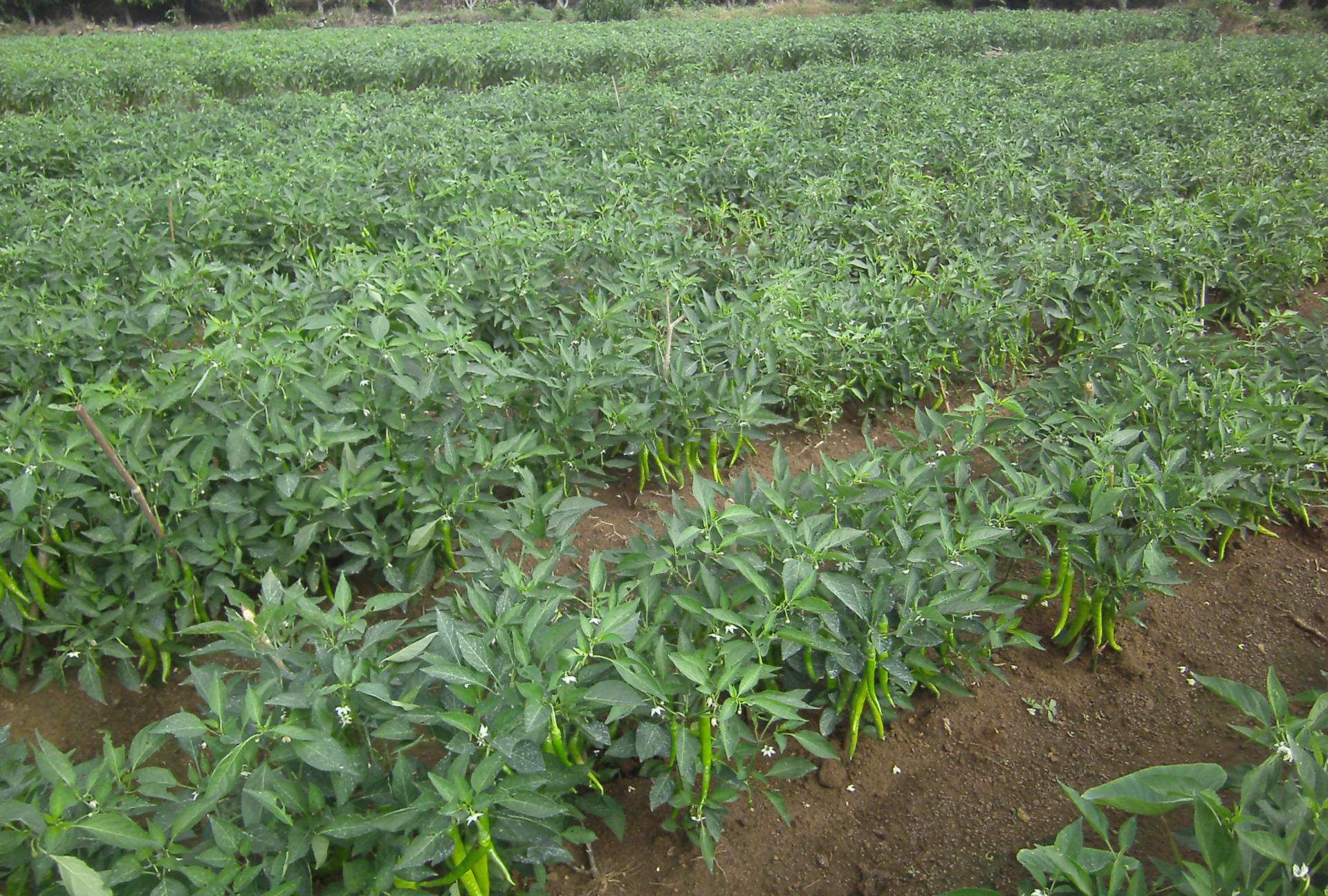 种植要注意什么?|青椒|蓟马|定植_新浪新闻