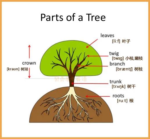 大树各部位的名称图图片