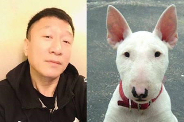 狗中"孙红雷"牛头梗,属于梗类犬,这个小众群体有怎样的魅力