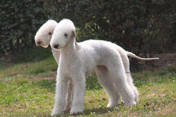 狗中"孙红雷"牛头梗,属于梗类犬,这个小众群体有怎样的魅力