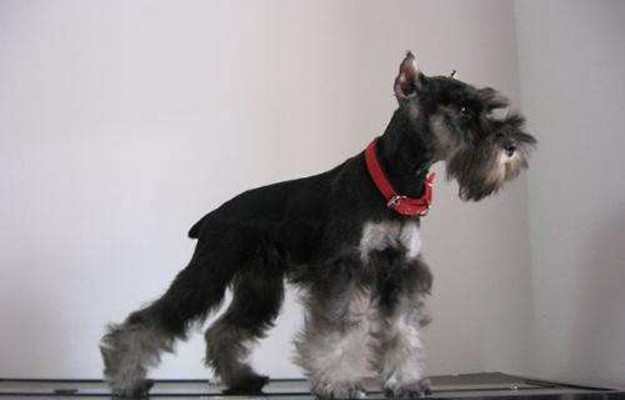 狗中"孙红雷"牛头梗,属于梗类犬,这个小众群体有怎样的魅力