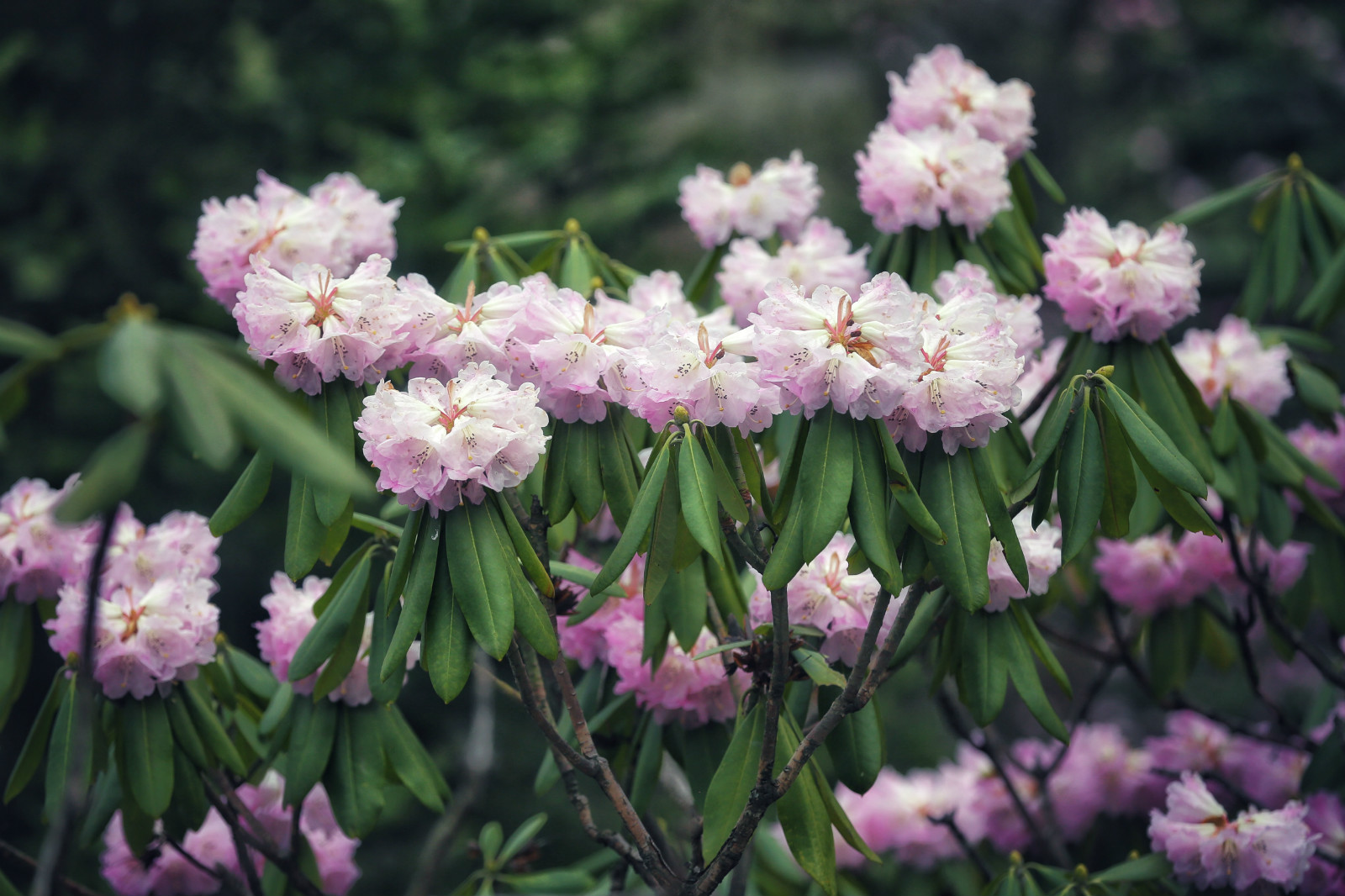 陕西百家旅行社相约木王赏千山杜鹃 议发展大计