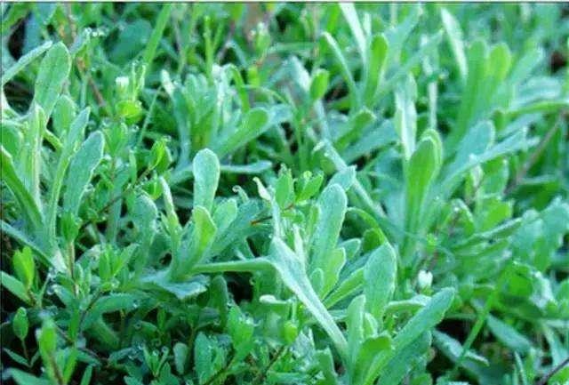 春季多吃这种野菜,比艾叶香,做"清明粑"更美味