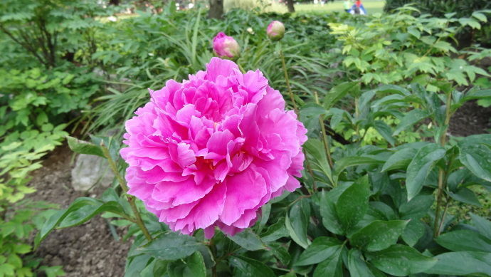 喜欢芍药就养盆芍药珍品大富贵花型饱满富贵天成超美