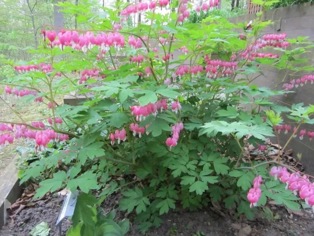 荷包牡丹特别适合养在半阴的院子里,它害怕暴晒.