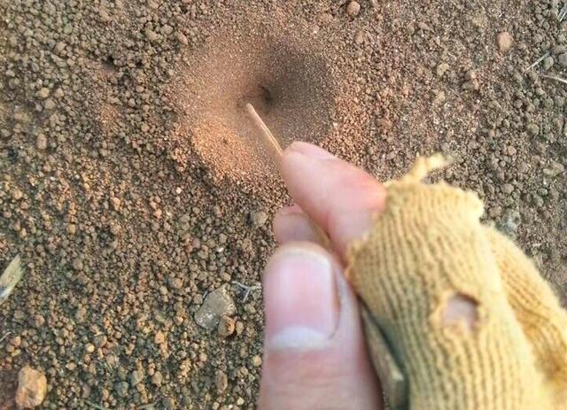 不吃不喝能活半年,过去抓来当玩具,如今一斤5千多,太疯狂