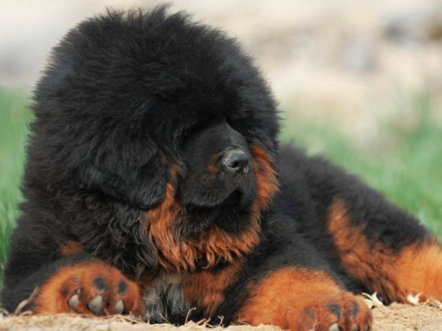 世界上最有灵性的獒,百年难见的"海蓝兽",分分钟秒杀藏獒!