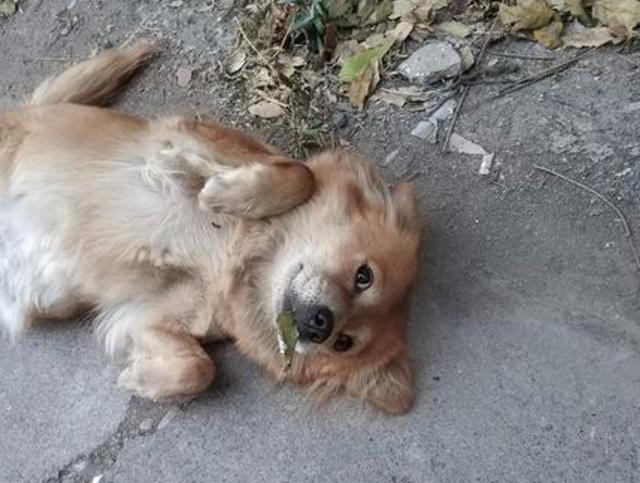 流浪狗妈妈雨夜生小奶狗,女孩救起后,邻居却苦口婆心上门讨要