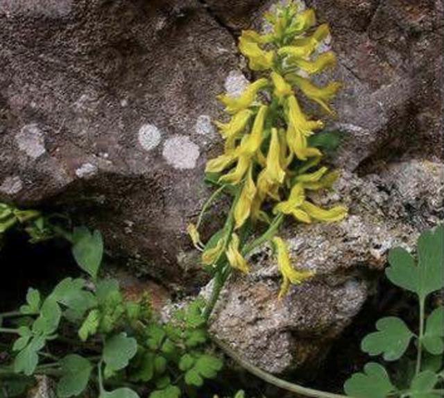 1种浓绿的"野草",人称"岩黄连",紧贴在岩石上生长,珍贵!