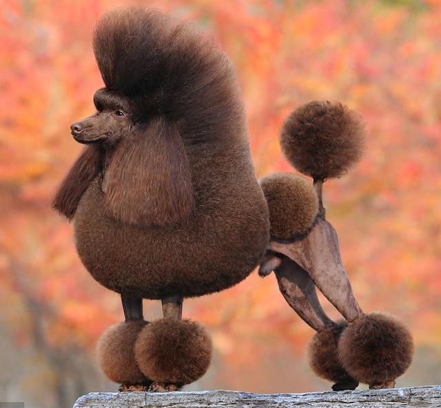 造型五,欧陆型欧陆造型的贵宾犬,后半身在臀部被修剪成绒球状,其余剪