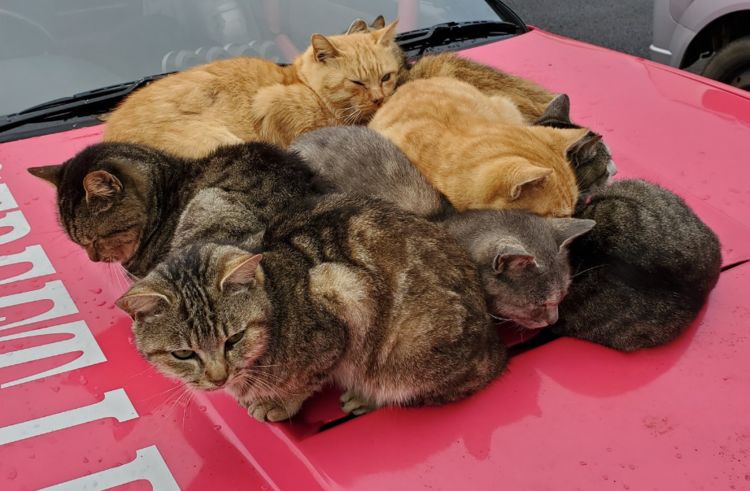 女子的爱车太显眼,橘猫领着一大堆朋友来"蹭车",还能有吃有喝