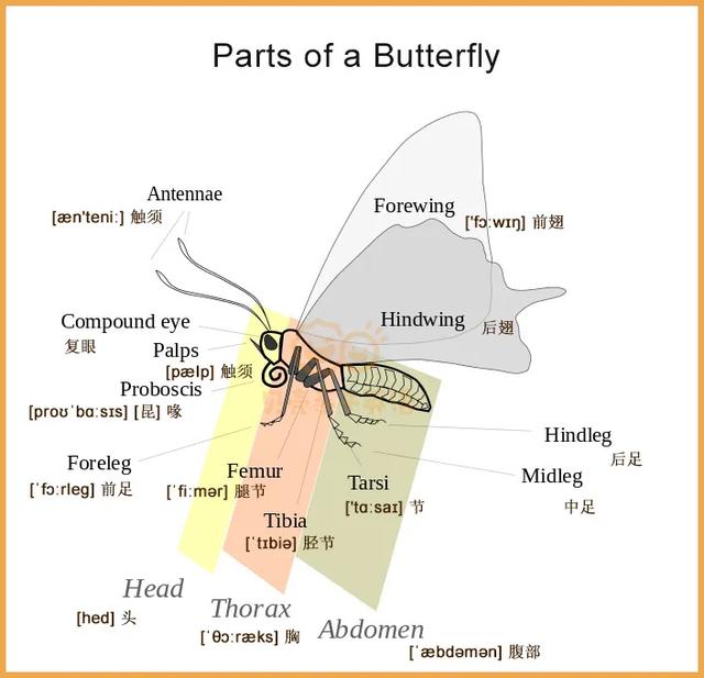 春天亲子英语手工活动花树昆虫都给您找全啦