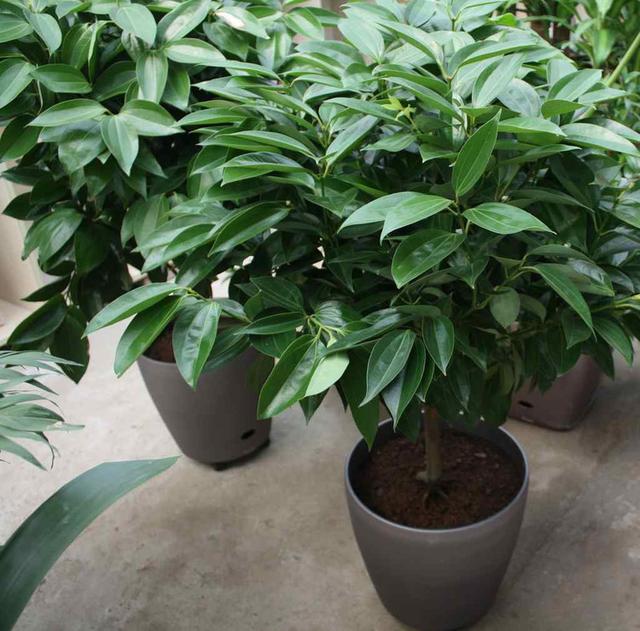 这几种家庭常见花卉盆栽教你养殖方法总把花养死的就看这里