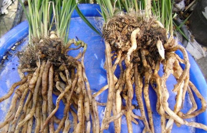 别傻,3种花别浇,不然黑腐又烂根