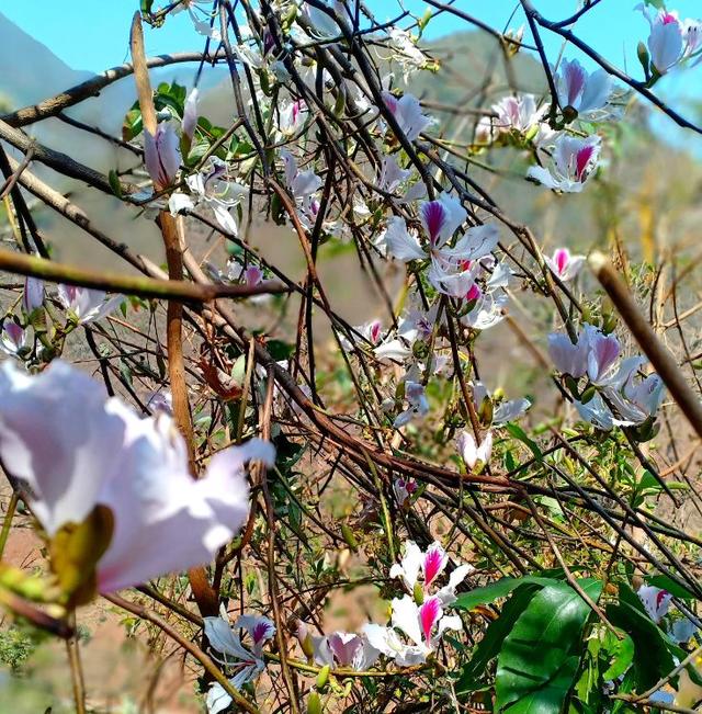 白露花开,一幅幅"南国春色"画面清风中缓缓舒展